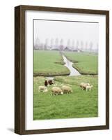 Sheep and Farms on Reclaimed Polder Lands Around Amsterdam, Holland-Walter Rawlings-Framed Photographic Print