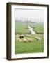 Sheep and Farms on Reclaimed Polder Lands Around Amsterdam, Holland-Walter Rawlings-Framed Photographic Print