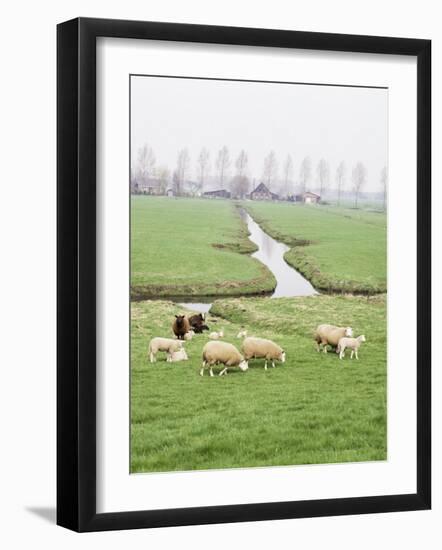 Sheep and Farms on Reclaimed Polder Lands Around Amsterdam, Holland-Walter Rawlings-Framed Photographic Print