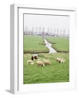 Sheep and Farms on Reclaimed Polder Lands Around Amsterdam, Holland-Walter Rawlings-Framed Photographic Print