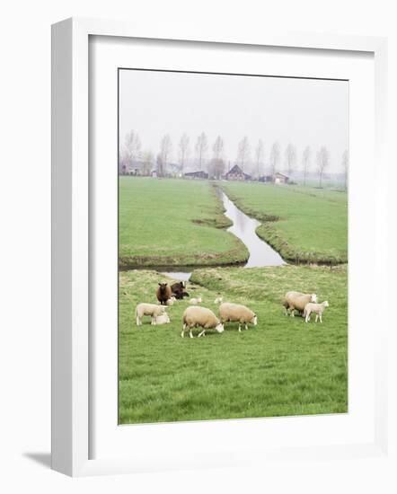 Sheep and Farms on Reclaimed Polder Lands Around Amsterdam, Holland-Walter Rawlings-Framed Photographic Print