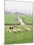 Sheep and Farms on Reclaimed Polder Lands Around Amsterdam, Holland-Walter Rawlings-Mounted Photographic Print