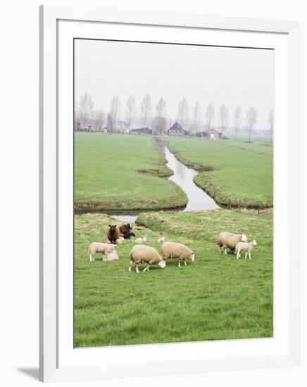 Sheep and Farms on Reclaimed Polder Lands Around Amsterdam, Holland-Walter Rawlings-Framed Photographic Print