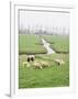 Sheep and Farms on Reclaimed Polder Lands Around Amsterdam, Holland-Walter Rawlings-Framed Photographic Print