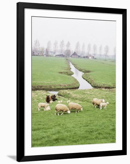 Sheep and Farms on Reclaimed Polder Lands Around Amsterdam, Holland-Walter Rawlings-Framed Photographic Print