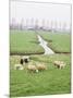 Sheep and Farms on Reclaimed Polder Lands Around Amsterdam, Holland-Walter Rawlings-Mounted Photographic Print