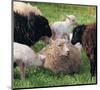 Sheep and Friends-null-Mounted Art Print