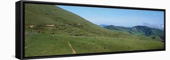 Sheep and horses in a farm, Arnosteguy, Iraty Mountain, Basque Country, Pyrenees-Atlantiques, Fr...-null-Framed Stretched Canvas