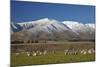 Sheep and Kakanui Mountains, Kyeburn, Central Otago, South Island, New Zealand-David Wall-Mounted Photographic Print