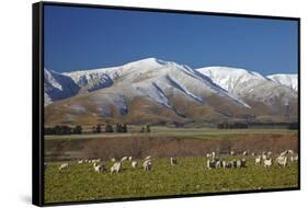 Sheep and Kakanui Mountains, Kyeburn, Central Otago, South Island, New Zealand-David Wall-Framed Stretched Canvas