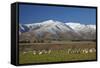 Sheep and Kakanui Mountains, Kyeburn, Central Otago, South Island, New Zealand-David Wall-Framed Stretched Canvas