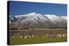 Sheep and Kakanui Mountains, Kyeburn, Central Otago, South Island, New Zealand-David Wall-Stretched Canvas