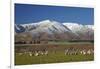 Sheep and Kakanui Mountains, Kyeburn, Central Otago, South Island, New Zealand-David Wall-Framed Photographic Print