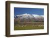 Sheep and Kakanui Mountains, Kyeburn, Central Otago, South Island, New Zealand-David Wall-Framed Photographic Print