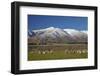 Sheep and Kakanui Mountains, Kyeburn, Central Otago, South Island, New Zealand-David Wall-Framed Photographic Print