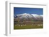 Sheep and Kakanui Mountains, Kyeburn, Central Otago, South Island, New Zealand-David Wall-Framed Photographic Print