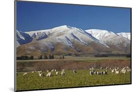 Sheep and Kakanui Mountains, Kyeburn, Central Otago, South Island, New Zealand-David Wall-Mounted Photographic Print
