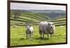 Sheep and Lamb Above Cressbrook Dale, Typical Spring Landscape in the White Peak, Litton-Eleanor Scriven-Framed Photographic Print