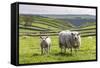 Sheep and Lamb Above Cressbrook Dale, Typical Spring Landscape in the White Peak, Litton-Eleanor Scriven-Framed Stretched Canvas