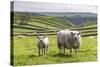 Sheep and Lamb Above Cressbrook Dale, Typical Spring Landscape in the White Peak, Litton-Eleanor Scriven-Stretched Canvas