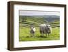 Sheep and Lamb Above Cressbrook Dale, Typical Spring Landscape in the White Peak, Litton-Eleanor Scriven-Framed Photographic Print