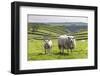 Sheep and Lamb Above Cressbrook Dale, Typical Spring Landscape in the White Peak, Litton-Eleanor Scriven-Framed Photographic Print