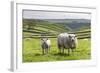 Sheep and Lamb Above Cressbrook Dale, Typical Spring Landscape in the White Peak, Litton-Eleanor Scriven-Framed Photographic Print