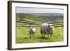 Sheep and Lamb Above Cressbrook Dale, Typical Spring Landscape in the White Peak, Litton-Eleanor Scriven-Framed Photographic Print