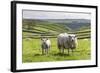 Sheep and Lamb Above Cressbrook Dale, Typical Spring Landscape in the White Peak, Litton-Eleanor Scriven-Framed Photographic Print