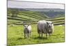 Sheep and Lamb Above Cressbrook Dale, Typical Spring Landscape in the White Peak, Litton-Eleanor Scriven-Mounted Photographic Print