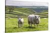 Sheep and Lamb Above Cressbrook Dale, Typical Spring Landscape in the White Peak, Litton-Eleanor Scriven-Stretched Canvas