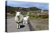 Sheep and Lamb, Applecross Peninsula, Highland, Scotland-Peter Thompson-Stretched Canvas
