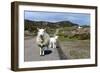 Sheep and Lamb, Applecross Peninsula, Highland, Scotland-Peter Thompson-Framed Photographic Print