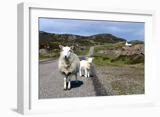 Sheep and Lamb, Applecross Peninsula, Highland, Scotland-Peter Thompson-Framed Photographic Print