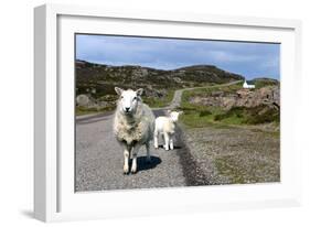 Sheep and Lamb, Applecross Peninsula, Highland, Scotland-Peter Thompson-Framed Photographic Print