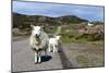 Sheep and Lamb, Applecross Peninsula, Highland, Scotland-Peter Thompson-Mounted Photographic Print