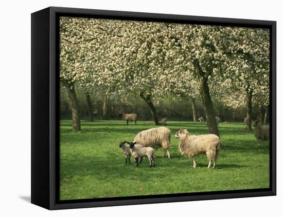Sheep and Lambs Beneath Apple Trees in a Cider Orchard in Herefordshire, England-Michael Busselle-Framed Stretched Canvas