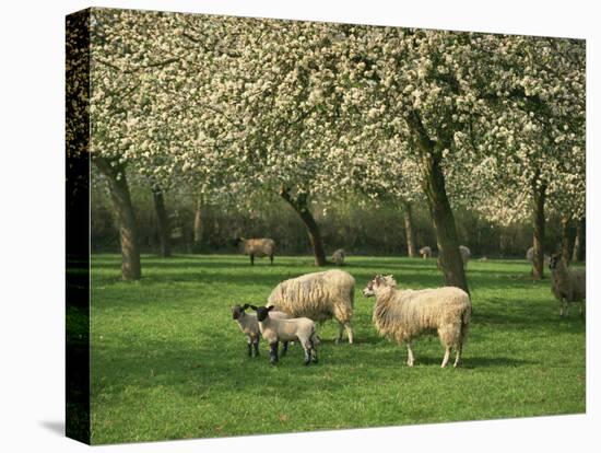 Sheep and Lambs Beneath Apple Trees in a Cider Orchard in Herefordshire, England-Michael Busselle-Stretched Canvas