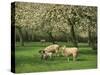 Sheep and Lambs Beneath Apple Trees in a Cider Orchard in Herefordshire, England-Michael Busselle-Stretched Canvas