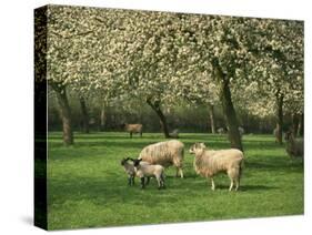 Sheep and Lambs Beneath Apple Trees in a Cider Orchard in Herefordshire, England-Michael Busselle-Stretched Canvas