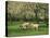 Sheep and Lambs Beneath Apple Trees in a Cider Orchard in Herefordshire, England-Michael Busselle-Stretched Canvas