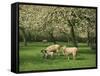 Sheep and Lambs Beneath Apple Trees in a Cider Orchard in Herefordshire, England-Michael Busselle-Framed Stretched Canvas