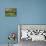 Sheep and Lambs Beneath Apple Trees in a Cider Orchard in Herefordshire, England-Michael Busselle-Photographic Print displayed on a wall