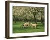 Sheep and Lambs Beneath Apple Trees in a Cider Orchard in Herefordshire, England-Michael Busselle-Framed Photographic Print