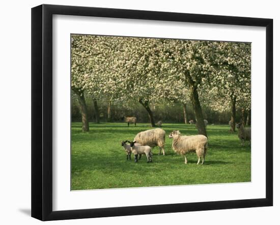 Sheep and Lambs Beneath Apple Trees in a Cider Orchard in Herefordshire, England-Michael Busselle-Framed Photographic Print