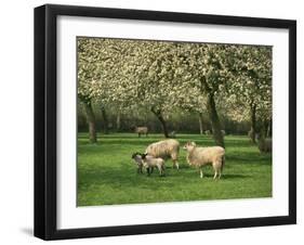 Sheep and Lambs Beneath Apple Trees in a Cider Orchard in Herefordshire, England-Michael Busselle-Framed Photographic Print