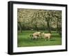 Sheep and Lambs Beneath Apple Trees in a Cider Orchard in Herefordshire, England-Michael Busselle-Framed Photographic Print