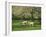 Sheep and Lambs Beneath Apple Trees in a Cider Orchard in Herefordshire, England-Michael Busselle-Framed Photographic Print