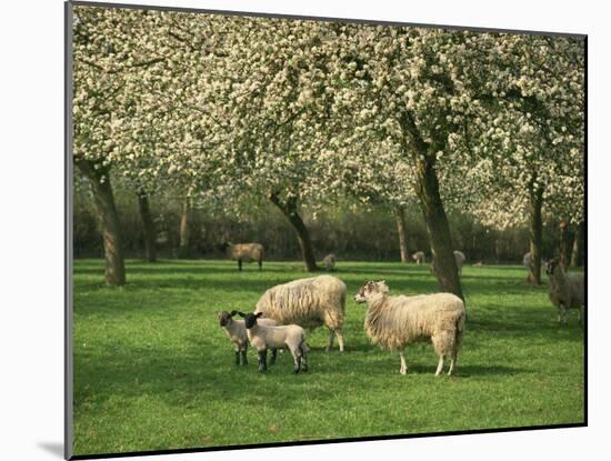 Sheep and Lambs Beneath Apple Trees in a Cider Orchard in Herefordshire, England-Michael Busselle-Mounted Photographic Print