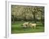 Sheep and Lambs Beneath Apple Trees in a Cider Orchard in Herefordshire, England-Michael Busselle-Framed Photographic Print